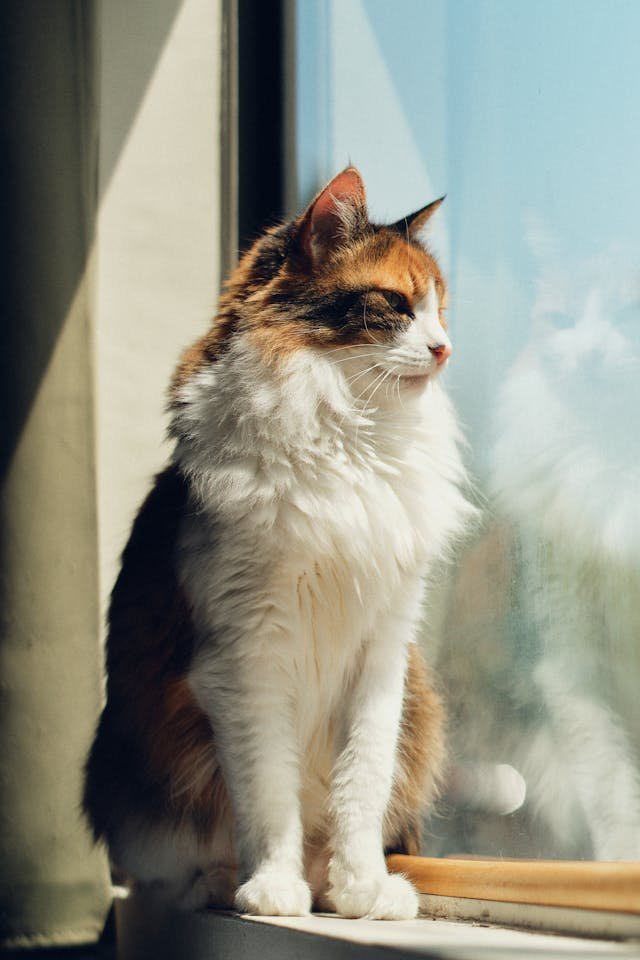 cat indoor