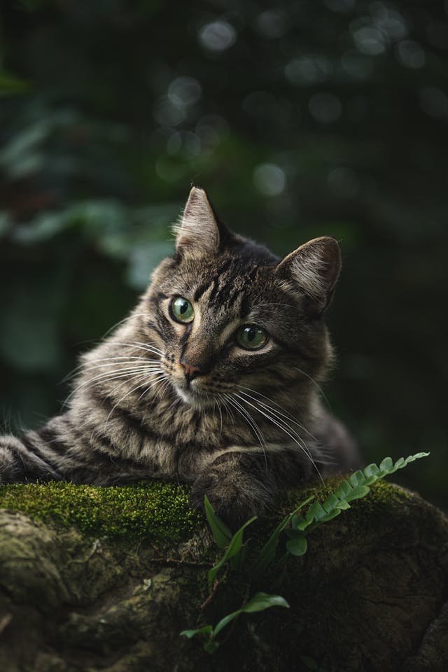 cat outdoor