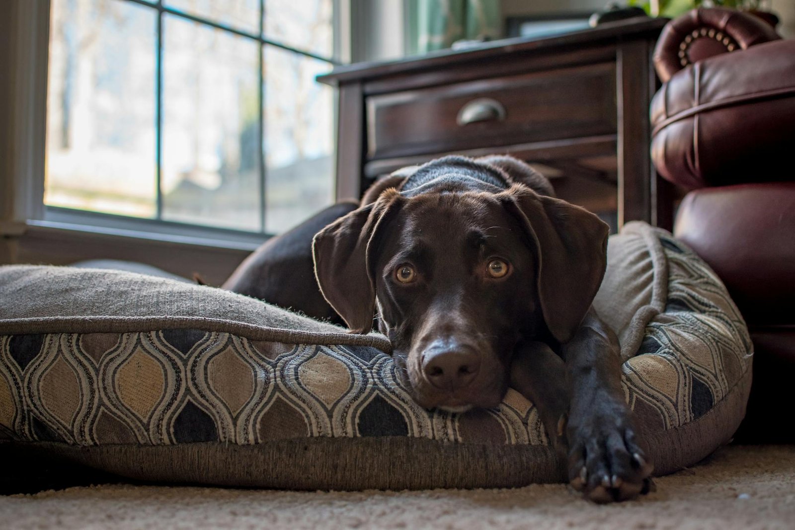 dog indoor