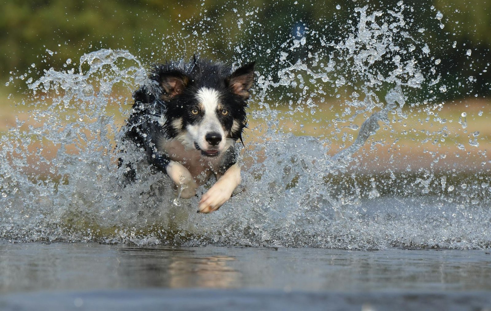 dog outdoor